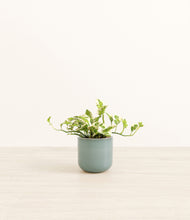 Load image into Gallery viewer, Reactive Aqua*****Profile