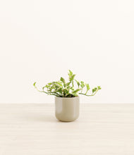 Load image into Gallery viewer, Sage Green*****Profile