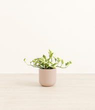 Load image into Gallery viewer, Sandy Pink*****Profile