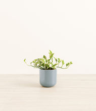 Load image into Gallery viewer, Misty Blue*****Profile