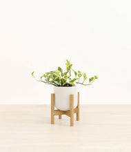 Load image into Gallery viewer, Cotton White stand:bamboo