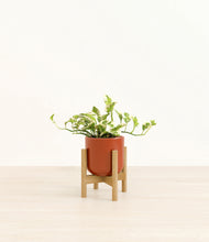 Load image into Gallery viewer, Glossy Red stand:bamboo