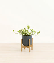 Load image into Gallery viewer, Iron Gray stand:bamboo