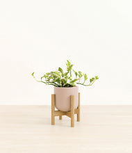 Load image into Gallery viewer, Sandy Pink stand:bamboo