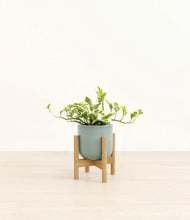 Load image into Gallery viewer, Reactive Aqua stand:bamboo