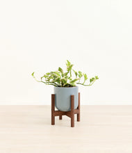 Load image into Gallery viewer, Misty Blue stand:walnut