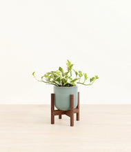 Load image into Gallery viewer, Reactive Aqua stand:walnut