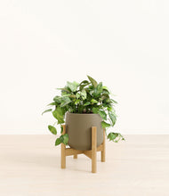 Load image into Gallery viewer, Olive stand:bamboo