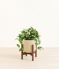 Load image into Gallery viewer, Almond Green stand:walnut