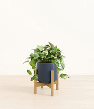 Load image into Gallery viewer, Deep Navy stand:bamboo