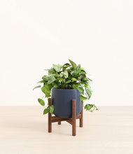 Load image into Gallery viewer, Deep Navy stand:walnut