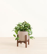 Load image into Gallery viewer, Eternal Gray stand:walnut