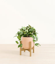 Load image into Gallery viewer, Gentle Pink stand:bamboo