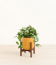 Load image into Gallery viewer, Mustard stand:walnut