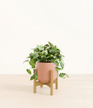 Load image into Gallery viewer, Calm Rose stand:bamboo