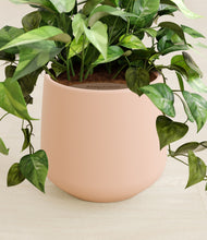 Load image into Gallery viewer, Gentle Pink stand:all