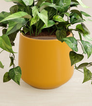 Load image into Gallery viewer, Mustard stand:all