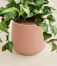 Load image into Gallery viewer, Calm Rose stand:all