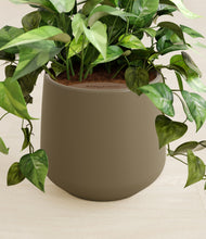 Load image into Gallery viewer, Olive stand:all