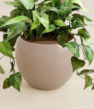 Load image into Gallery viewer, Desert Brown stand:all