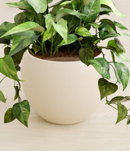 Load image into Gallery viewer, Shiny EggWhite stand:all