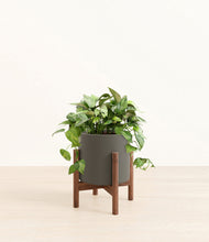 Load image into Gallery viewer, Dark Olive stand:walnut