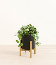 Load image into Gallery viewer, Black stand:bamboo