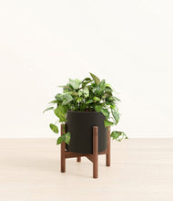 Load image into Gallery viewer, Black stand:walnut