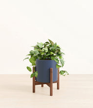 Load image into Gallery viewer, Deep Navy stand:walnut