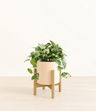 Load image into Gallery viewer, Cream stand:bamboo