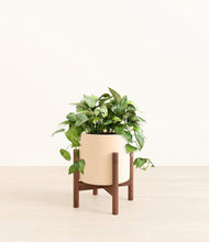 Load image into Gallery viewer, Cream stand:walnut