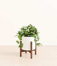 Load image into Gallery viewer, White stand:walnut