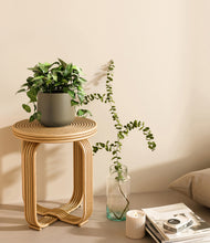 Load image into Gallery viewer, Olive