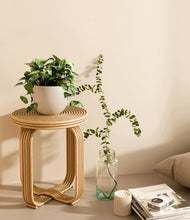 Load image into Gallery viewer, Shiny EggWhite