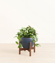 Load image into Gallery viewer, Deep Navy stand:walnut