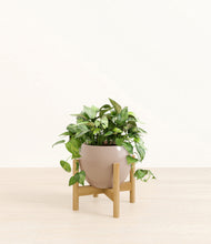 Load image into Gallery viewer, Desert Brown stand:bamboo