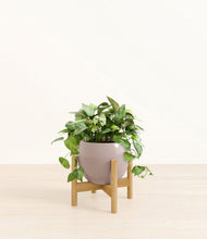 Load image into Gallery viewer, Winter Clouds stand:bamboo