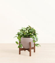 Load image into Gallery viewer, Winter Clouds stand:walnut