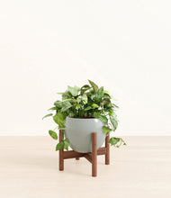 Load image into Gallery viewer, Deep Ocean stand:walnut