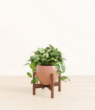 Load image into Gallery viewer, Calm Rose stand:walnut