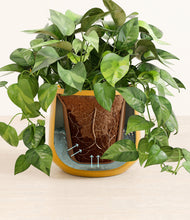 Load image into Gallery viewer, Mustard stand:all