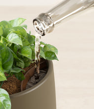 Load image into Gallery viewer, Olive stand:all