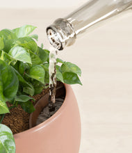 Load image into Gallery viewer, Calm Rose stand:all