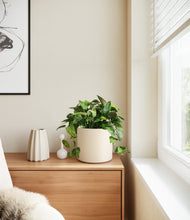 Load image into Gallery viewer, Cream