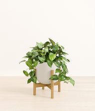 Load image into Gallery viewer, Natural Bamboo stand:bamboo