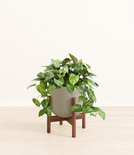 Load image into Gallery viewer, Sage Green stand:walnut