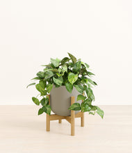 Load image into Gallery viewer, Sage Green stand:bamboo