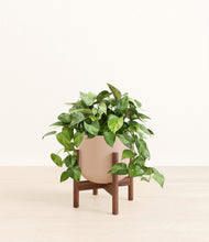 Load image into Gallery viewer, Sandy Pink stand:walnut