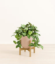 Load image into Gallery viewer, Sandy Pink stand:bamboo