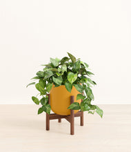 Load image into Gallery viewer, Sunset Orange stand:walnut